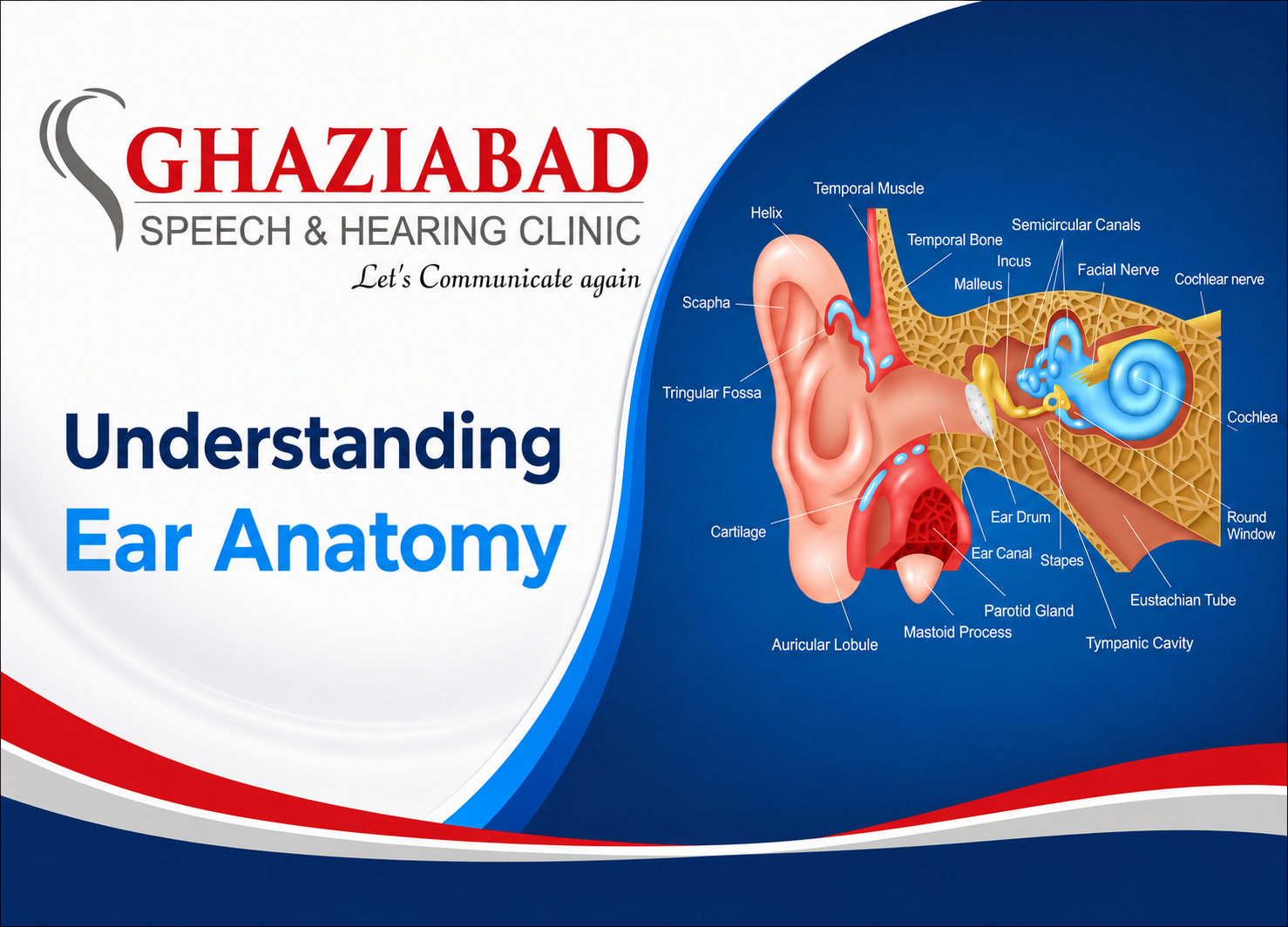 EAR ANatomy
